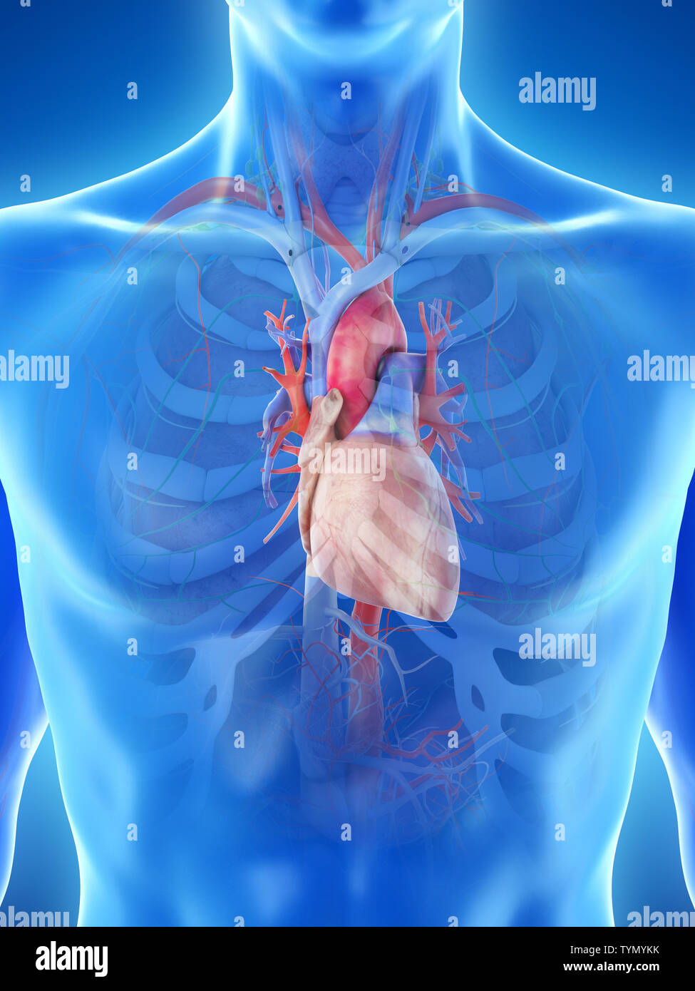 3d rendered medically accurate illustration of a mans heart Stock Photo ...