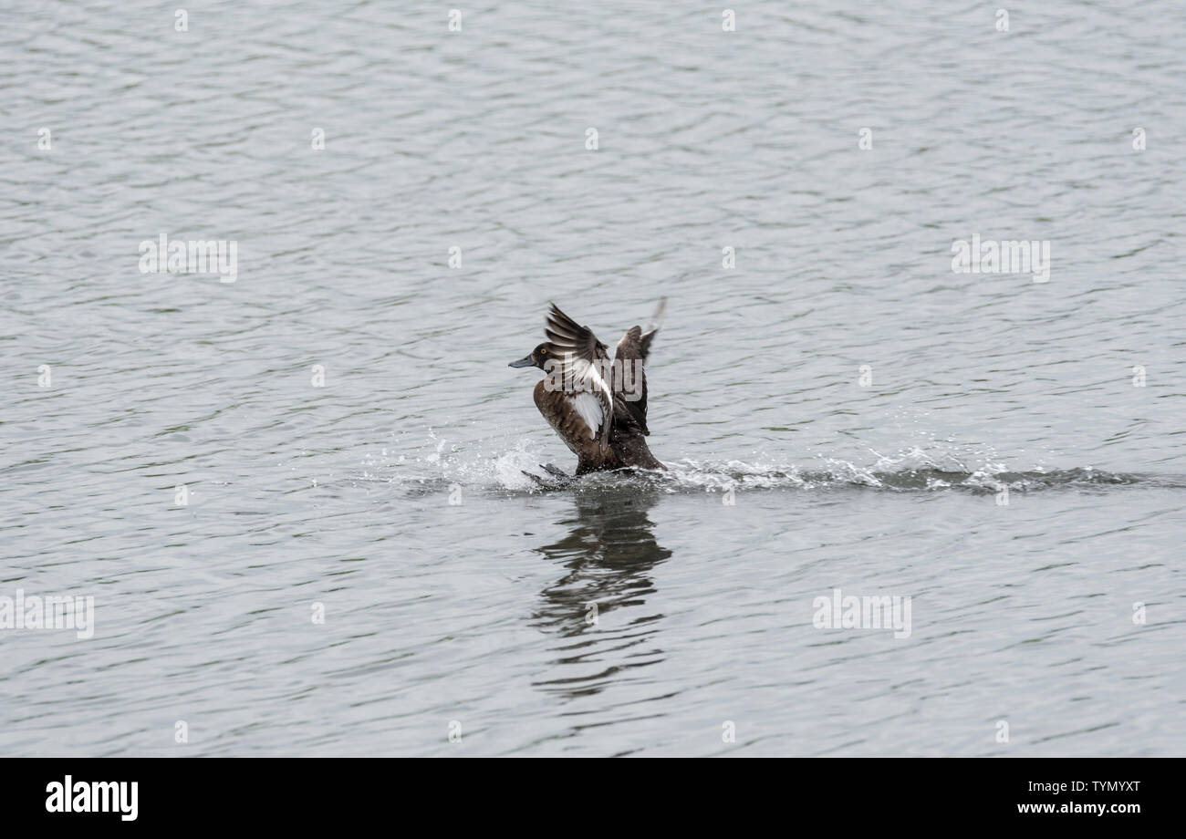 Male Tufted Duck (Aythya fuligula) landing on water Stock Photo