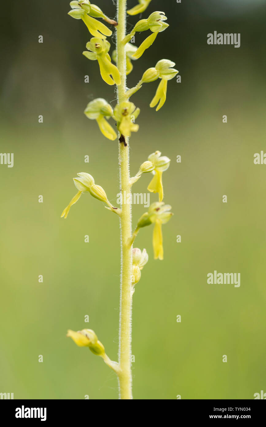 Flowers of the Twayblade orchid, Neottia ovata Stock Photo