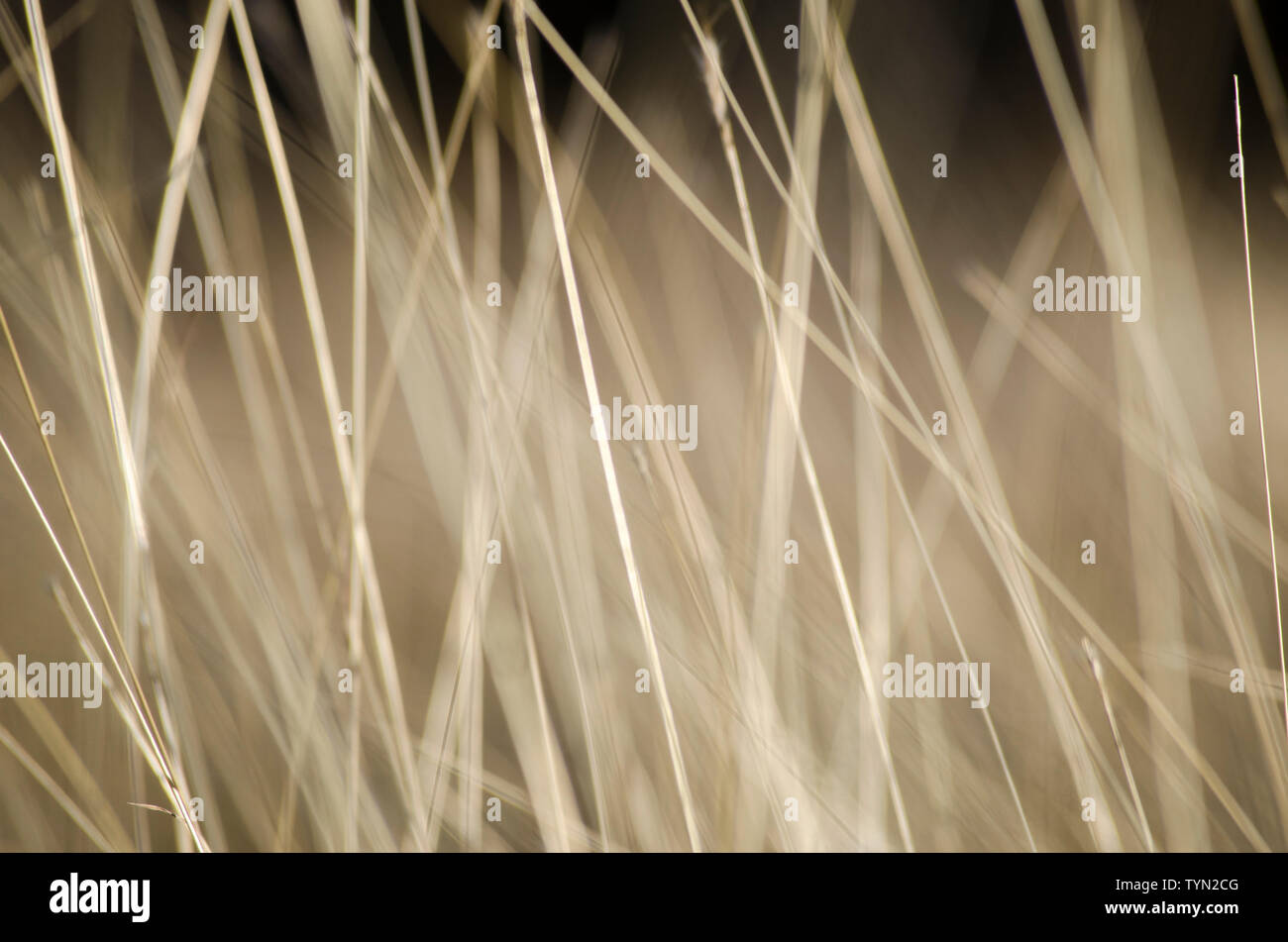 Abstract natural background with wild brown grass. Stock Photo