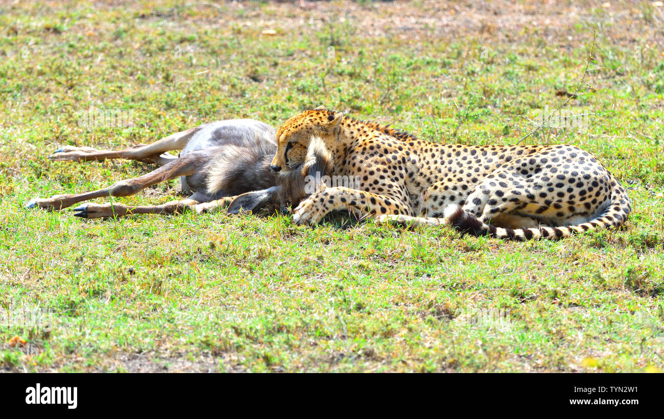 Cheetah hunts wildebeest, pictured in Masai Mara Stock Photo Alamy