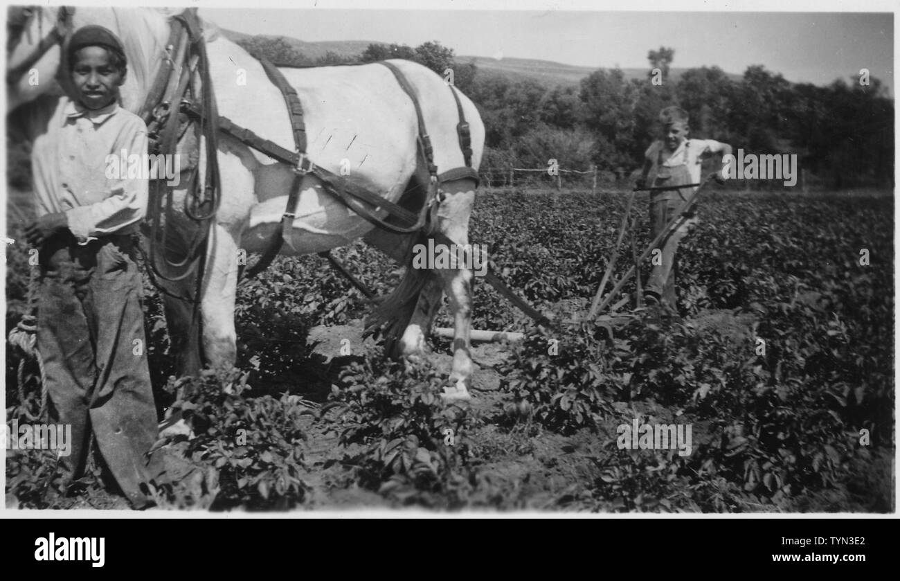Two boys cultivate a field with horse drawn hand plow Stock Photo