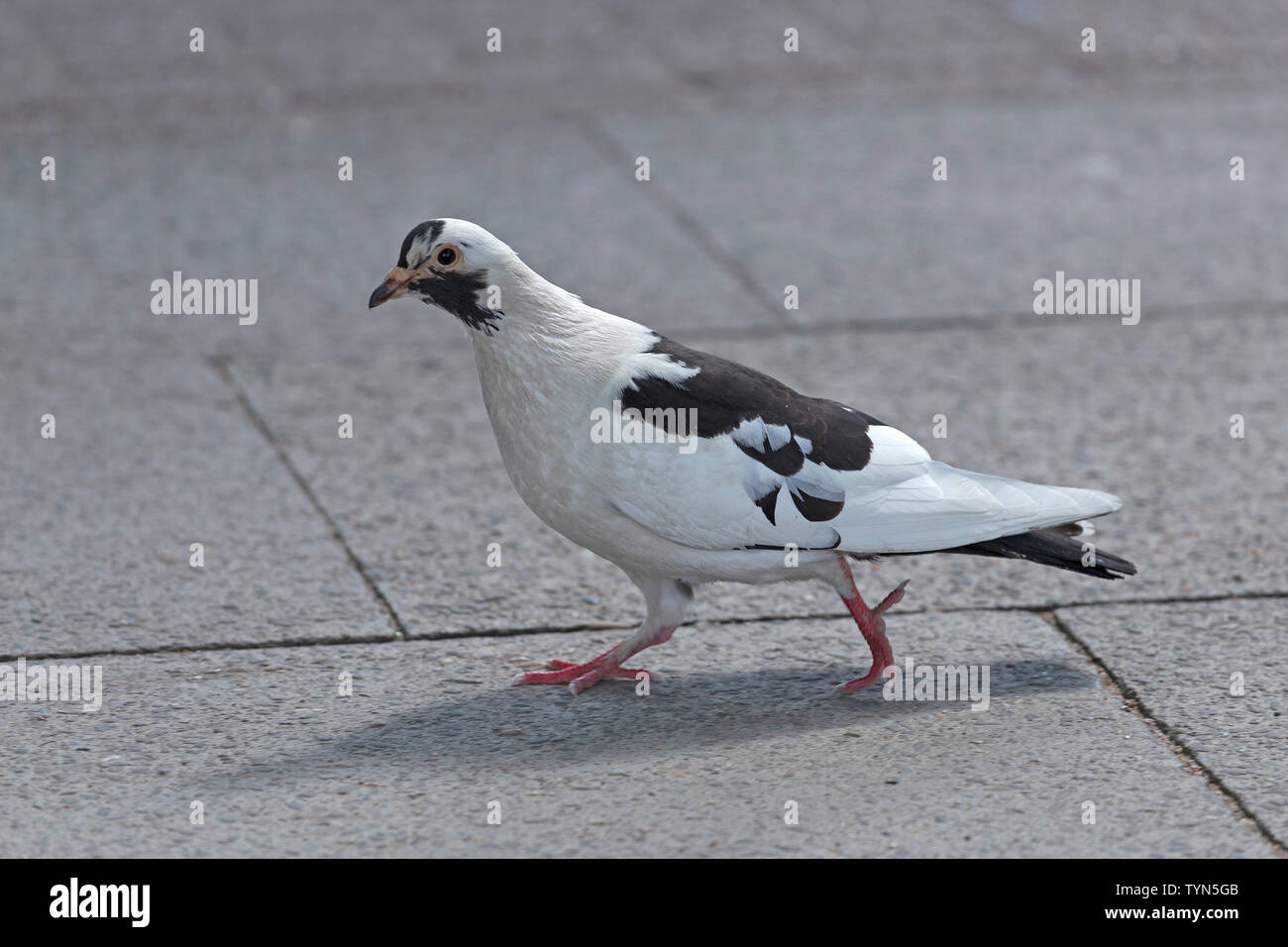 pigeon, Outer Alster, Hamburg, Germany Stock Photo