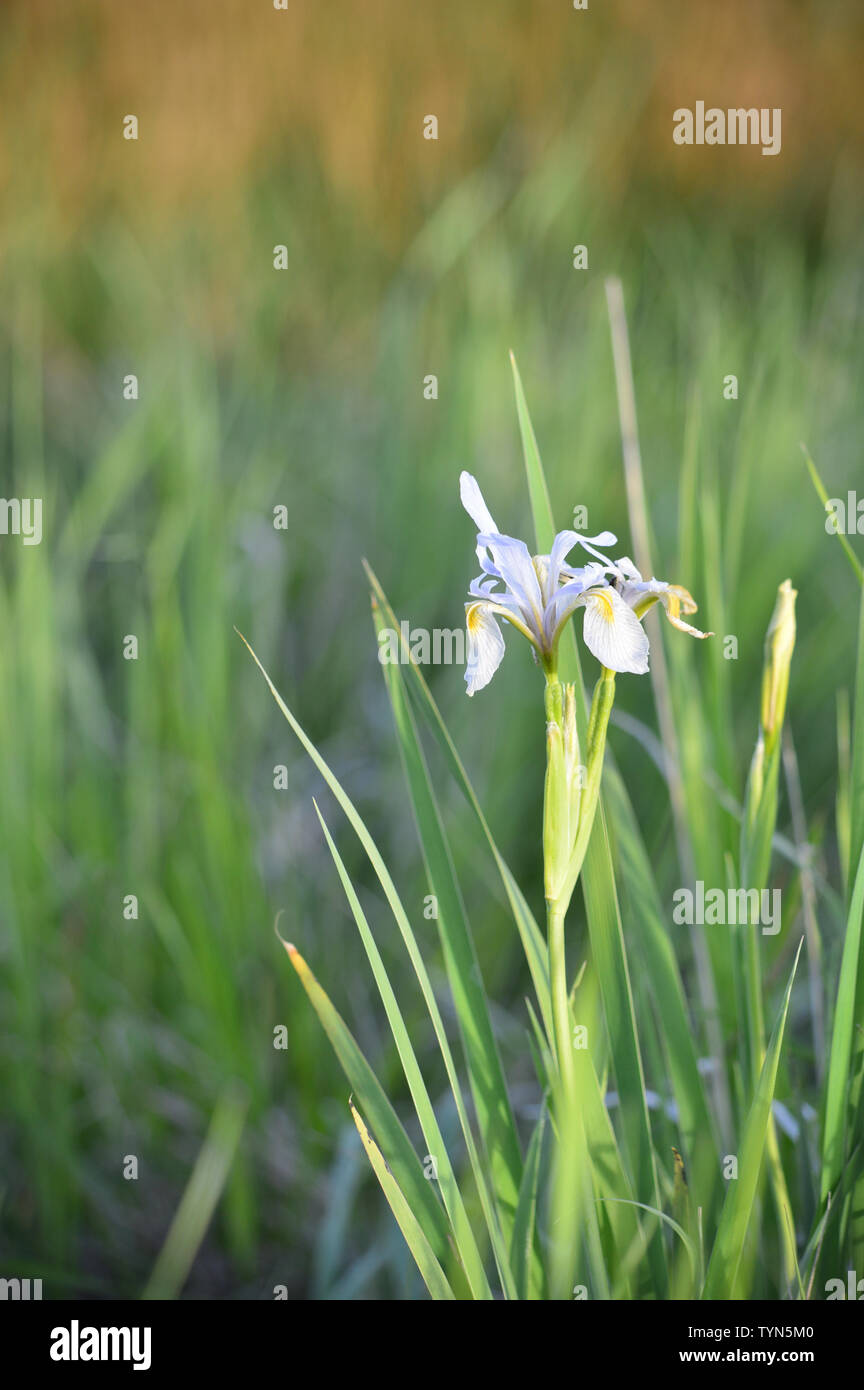 blue and yellow Iris or Lily flower and blossoms with blurred field of grass from green to red in background. Stock Photo