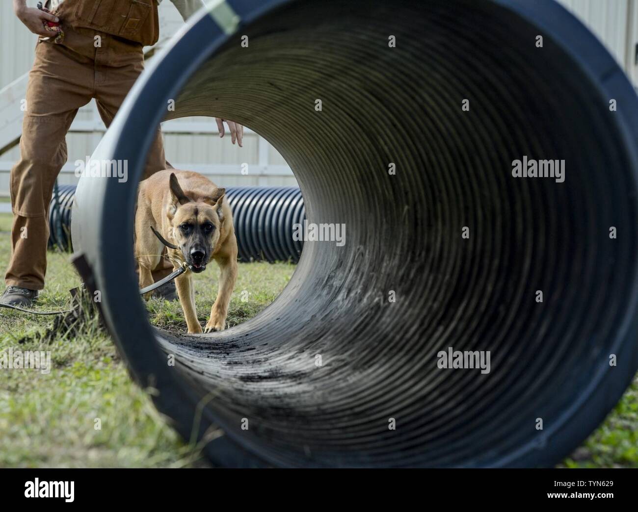 Vanda, a military working dog trainee assigned to the 341st Training Squadron, prepares to crawl through a tunnel during a obedience training course at Joint Base San Antonio-Lackland, Nov. 17, 2016. Throughout the 120 day course, the MWD trainees are tested and certified by their handlers on how they respond to commands, successfully complete tasks, timeliness of completing the task and the effort given. Stock Photo