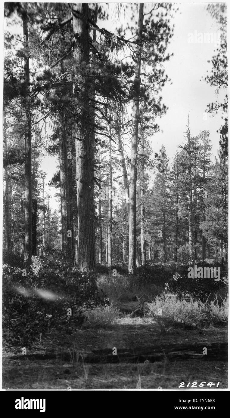 Typical view of timber found on east side of Park. Note full maturity of timber as shown by spike topped and flat topped trees and dead snag.; Scope and content:  Series contain a number of reports relating to boundaries and various Park areas. Many of these have photos. Stock Photo