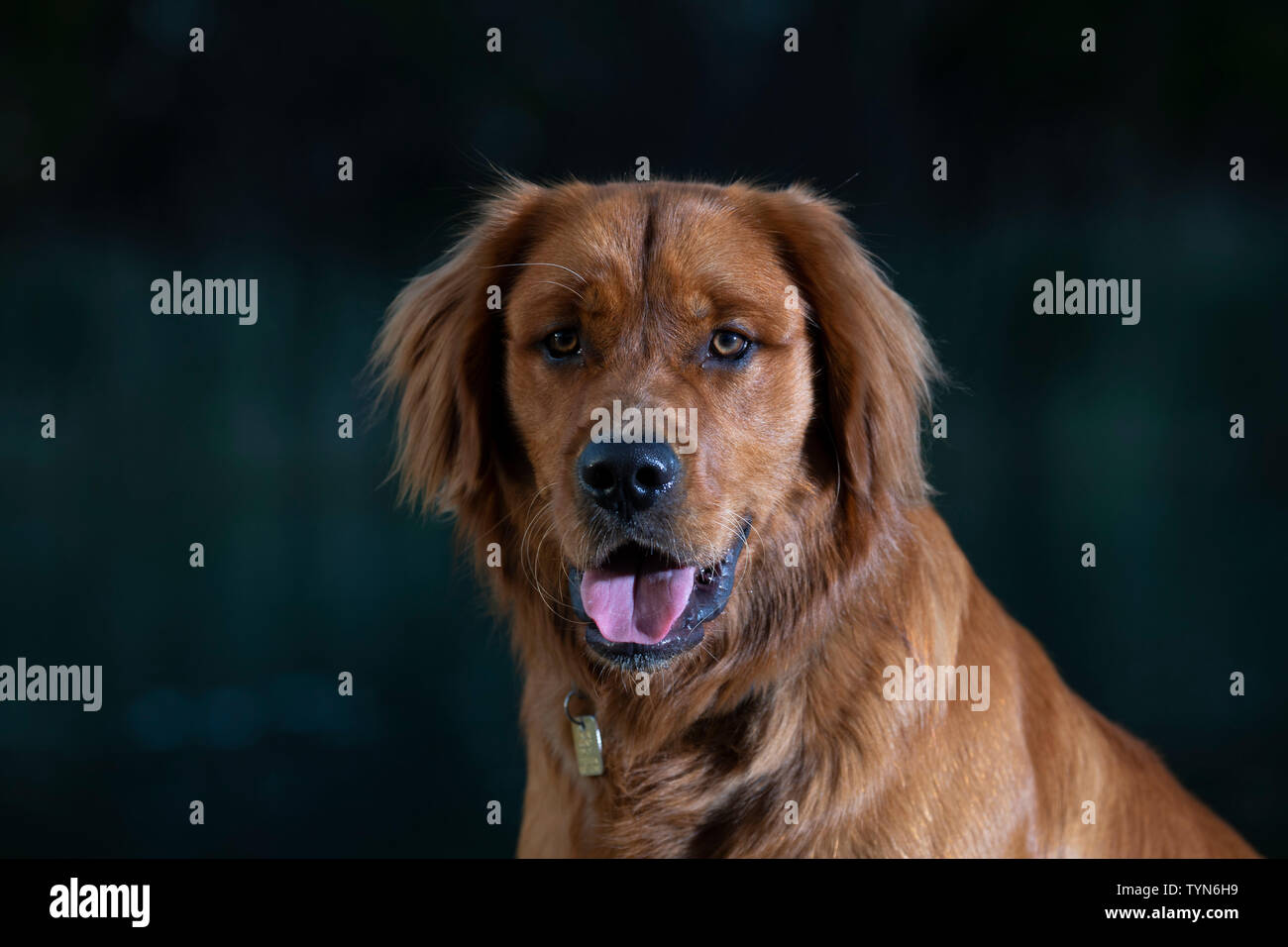 A close-up of a golden retriever dog looking at the camera Stock Photo ...