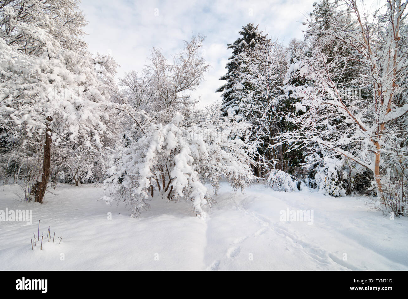 Deep Snow Pretty Deep snow in the park before Christmas Stock Photo - Alamy