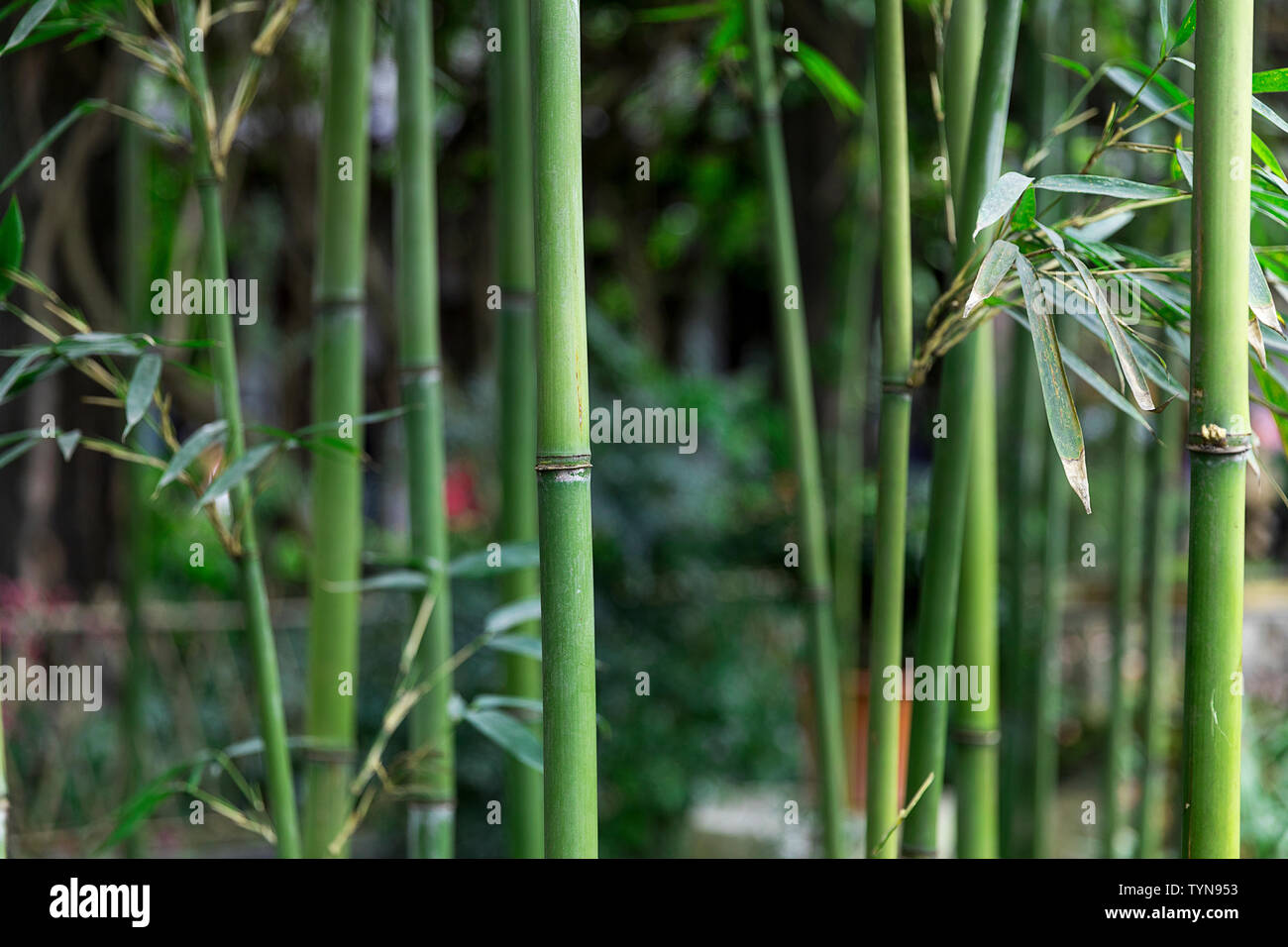 Green bamboo forest, bamboo pole Stock Photo - Alamy