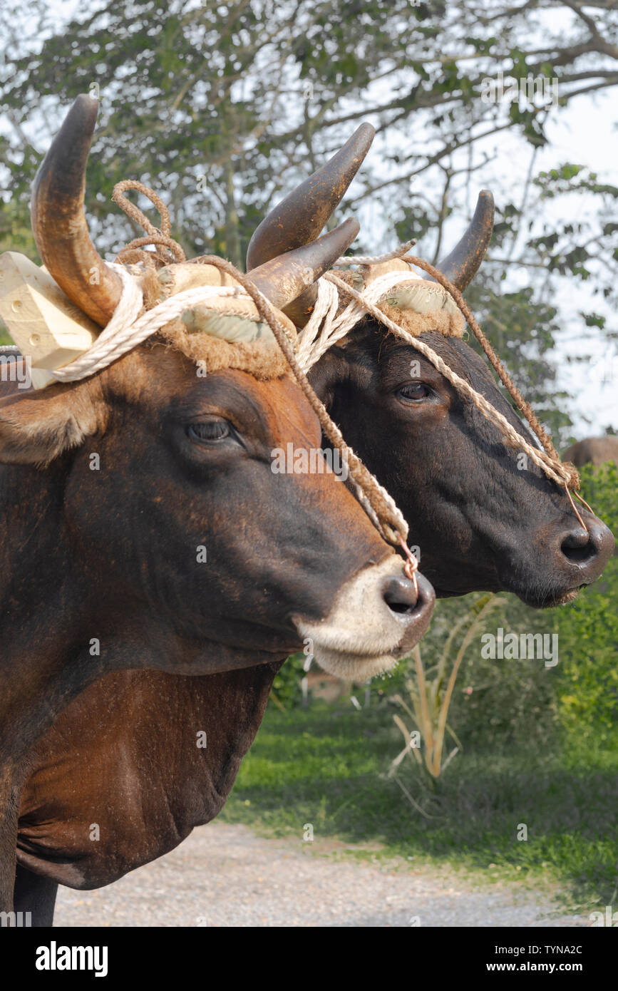 Pair of oxen working in the rural tobacco growing village of San Juan y Martinez, Pinar del Rio Province, Cuba, Caribbean Stock Photo