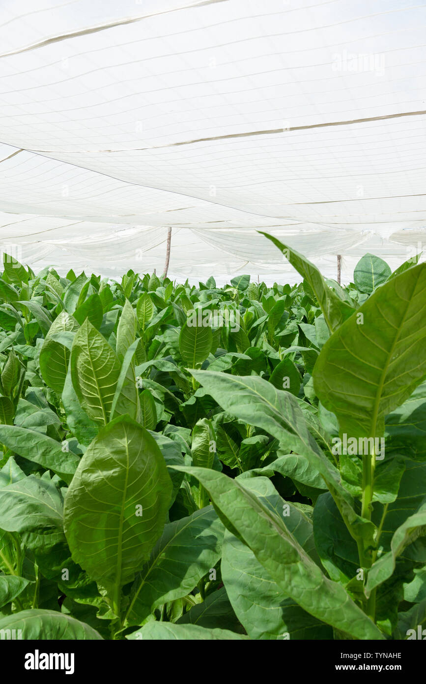 is tobacco an annual or perennial Flowering Tobacco Seeds (Nicotiana alata) – Monticello Shop is tobacco an annual or perennial Flowering Tobacco Seeds (Nicotiana alata) – Monticello Shop