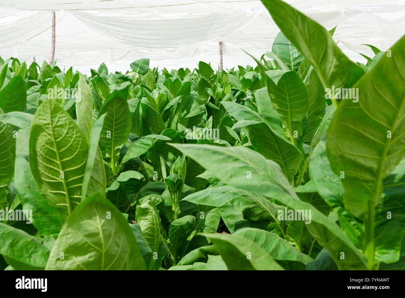 Tobacco leaves growing under cover (Corojo) on farm in the countryside surrounding the village of San Juan y Martinez, Pinar del Rio Province, Cuba Stock Photo
