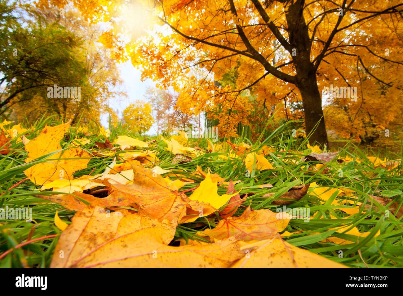 Beautiful golden leaves in the sunny park Stock Photo - Alamy