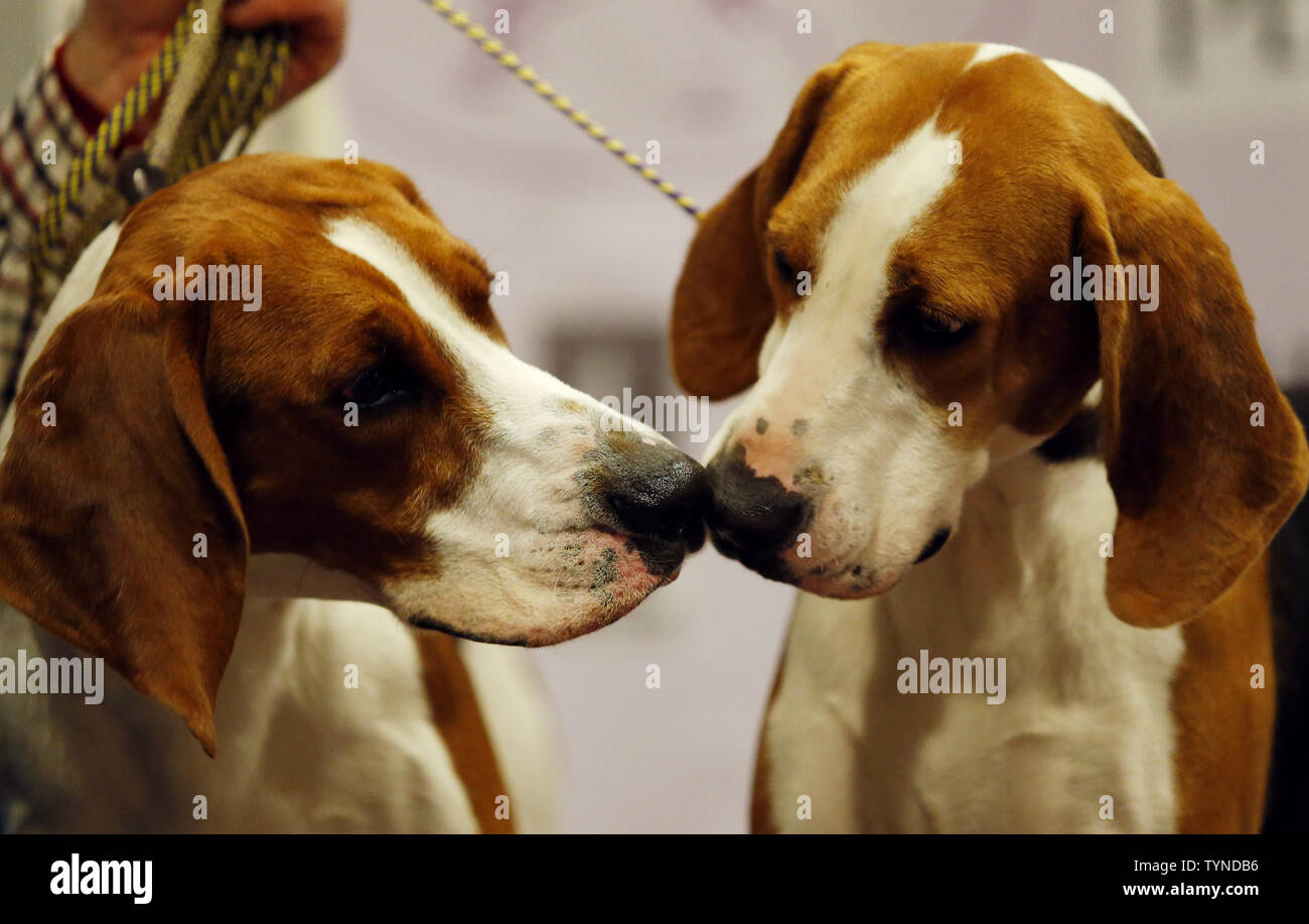 Two Treeing Walker Coonhounds stand on a platform at a press conference two  weeks before the 137th Annual Westminster Kennel Club Dog Show in New York  City on January 28, 2013. The