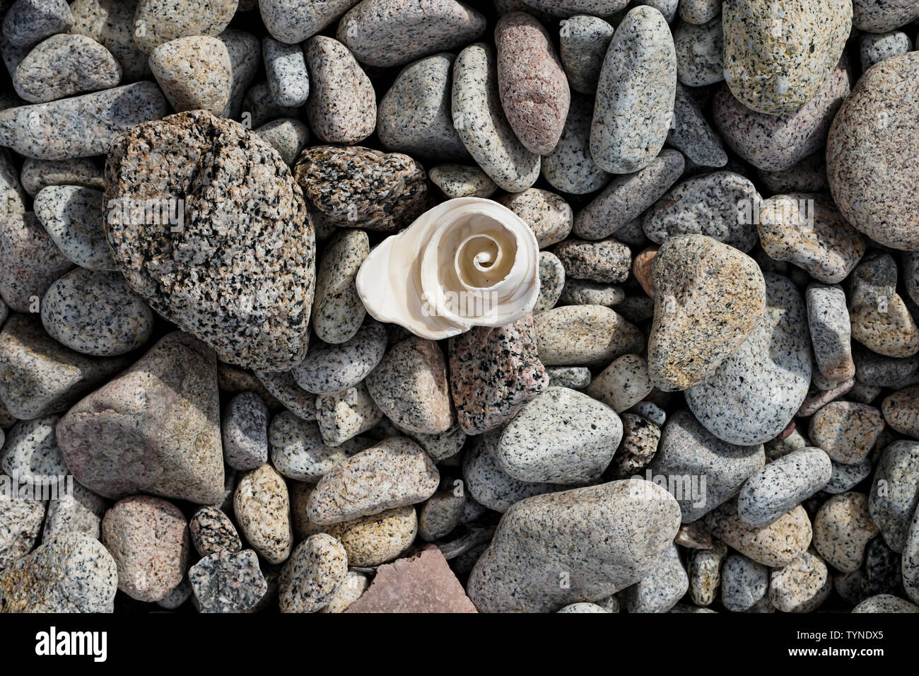 sea shell in the shape of a rose on a stony beach Stock Photo