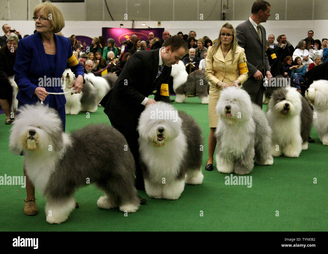 Westminster dog show old best sale english sheepdog