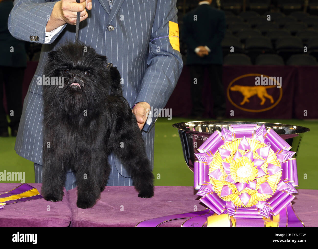 Affenpinscher banana joe hires stock photography and images Alamy