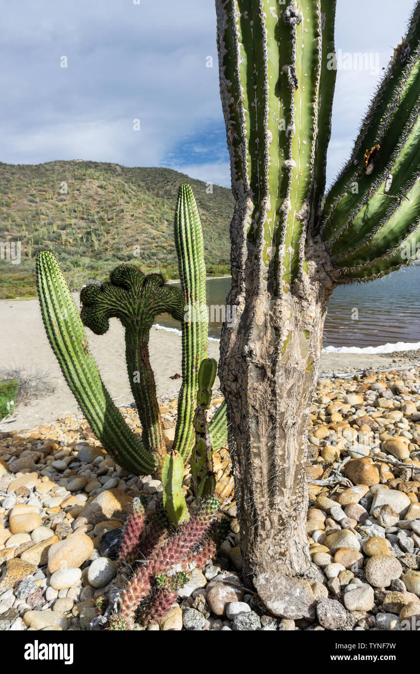 cactus in Baja California ,Mexico Stock Photo Alamy