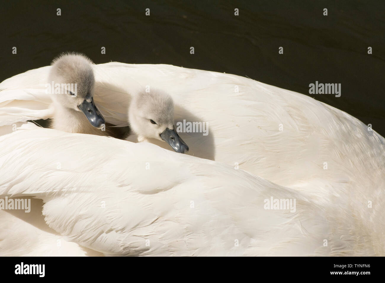 Mute Swan, Cygnus olor, feathers, white feathers, two babies, cygnets, riding on mother's back, tucked between her wings, May, Norfolk, UK Stock Photo