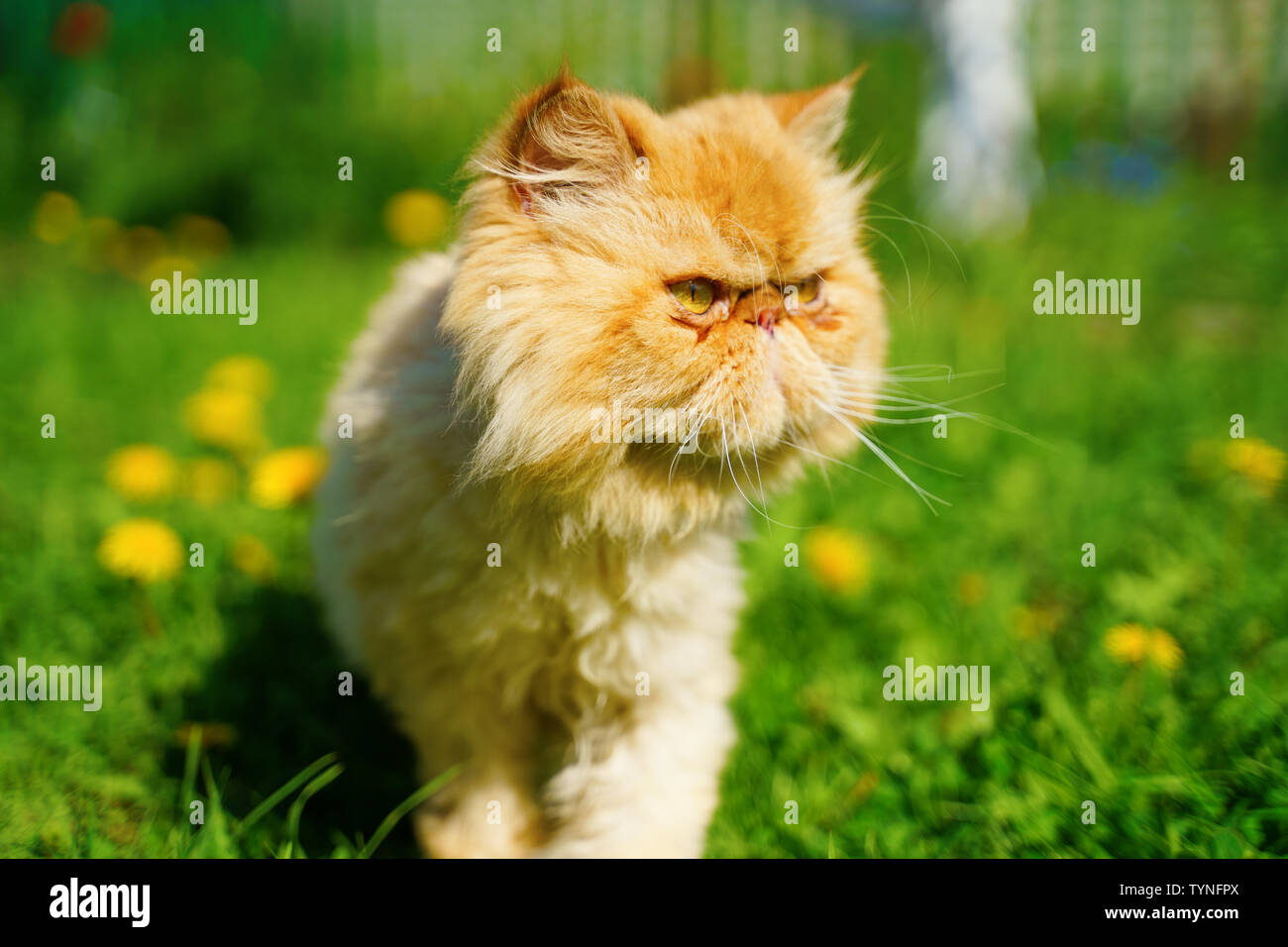 Red persian cat in the green grass Stock Photo Alamy