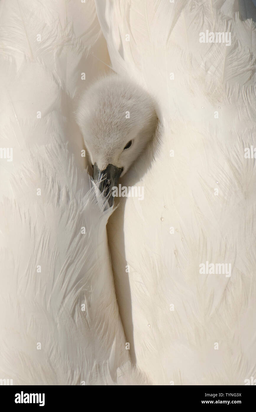 Mute Swan, Cygnus olor, feathers, white feathers, baby riding on mother's back, tucked between her wings, May, Norfolk, UK Stock Photo