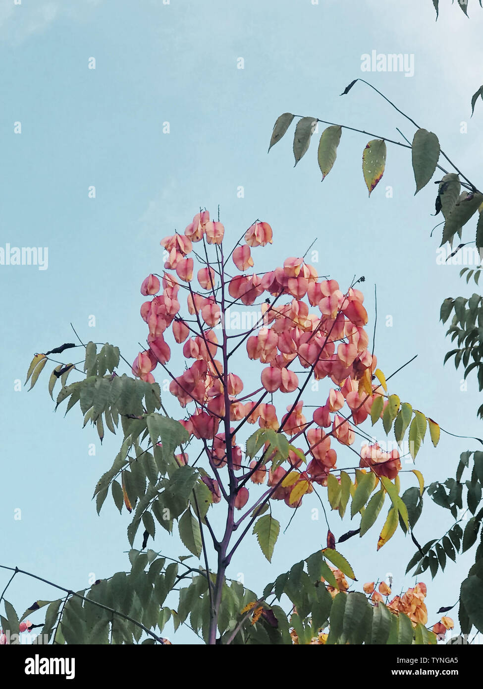 Luan trees trees trees hi-res stock photography and images - Alamy