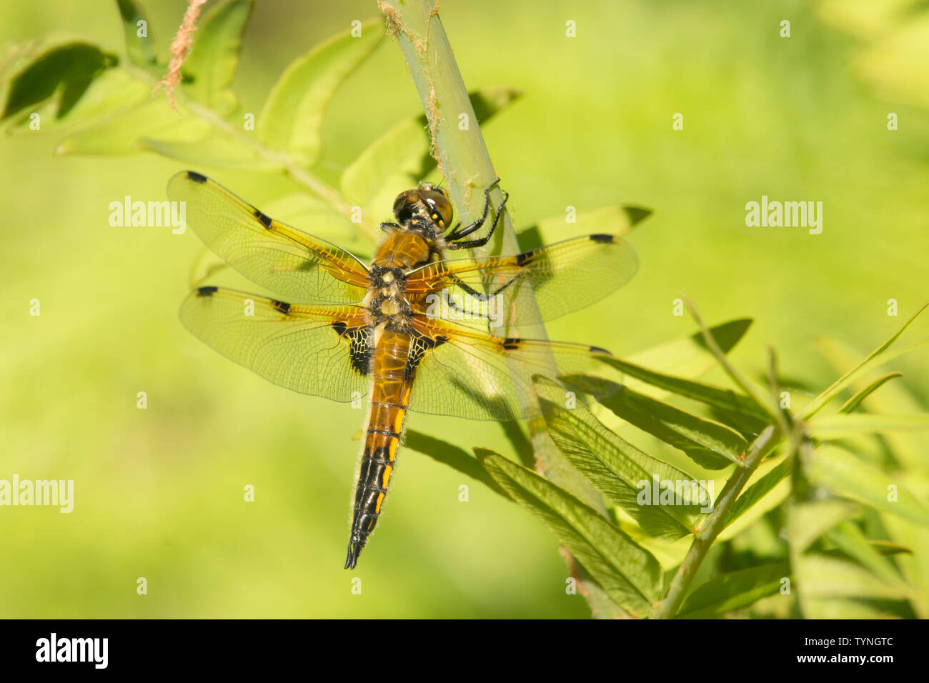 Four-spotted Chaser, Libellula quadrimaculata, Four-spotted Skimmer, dragonfly, Norfolk, UK, May Stock Photo