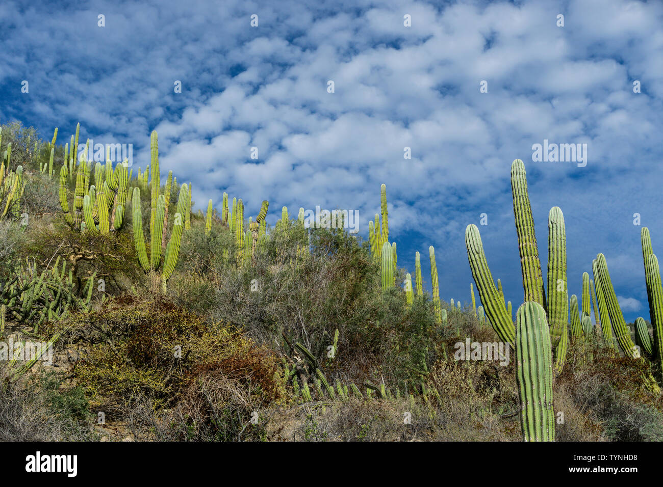cactus in Baja California ,Mexico Stock Photo Alamy