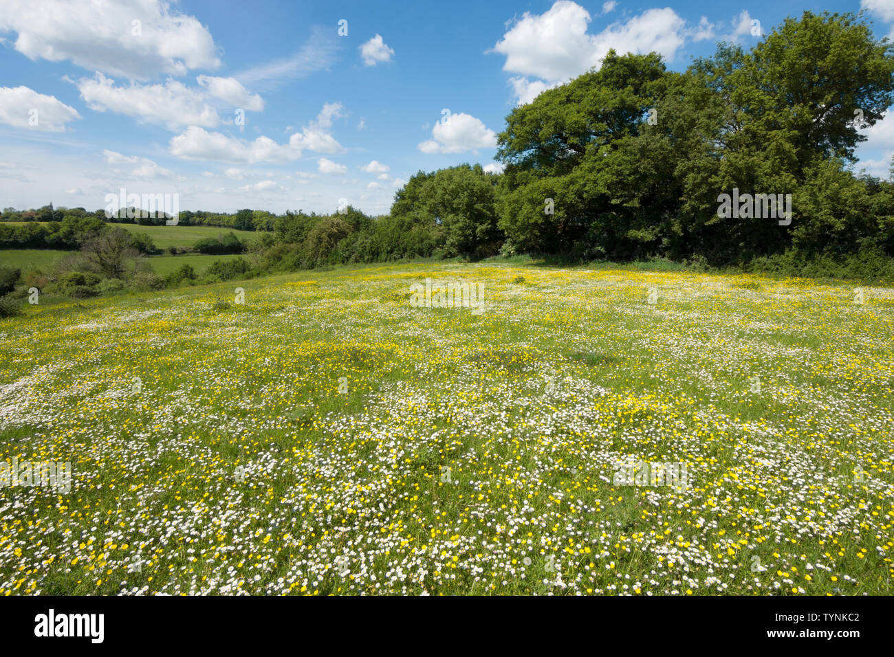 wild flower meadow, field of wild flowers, Bulbous Buttercup, Ranunculus bulbosus, and Daisy, Bellis perennis, Essex, UK, May Stock Photo