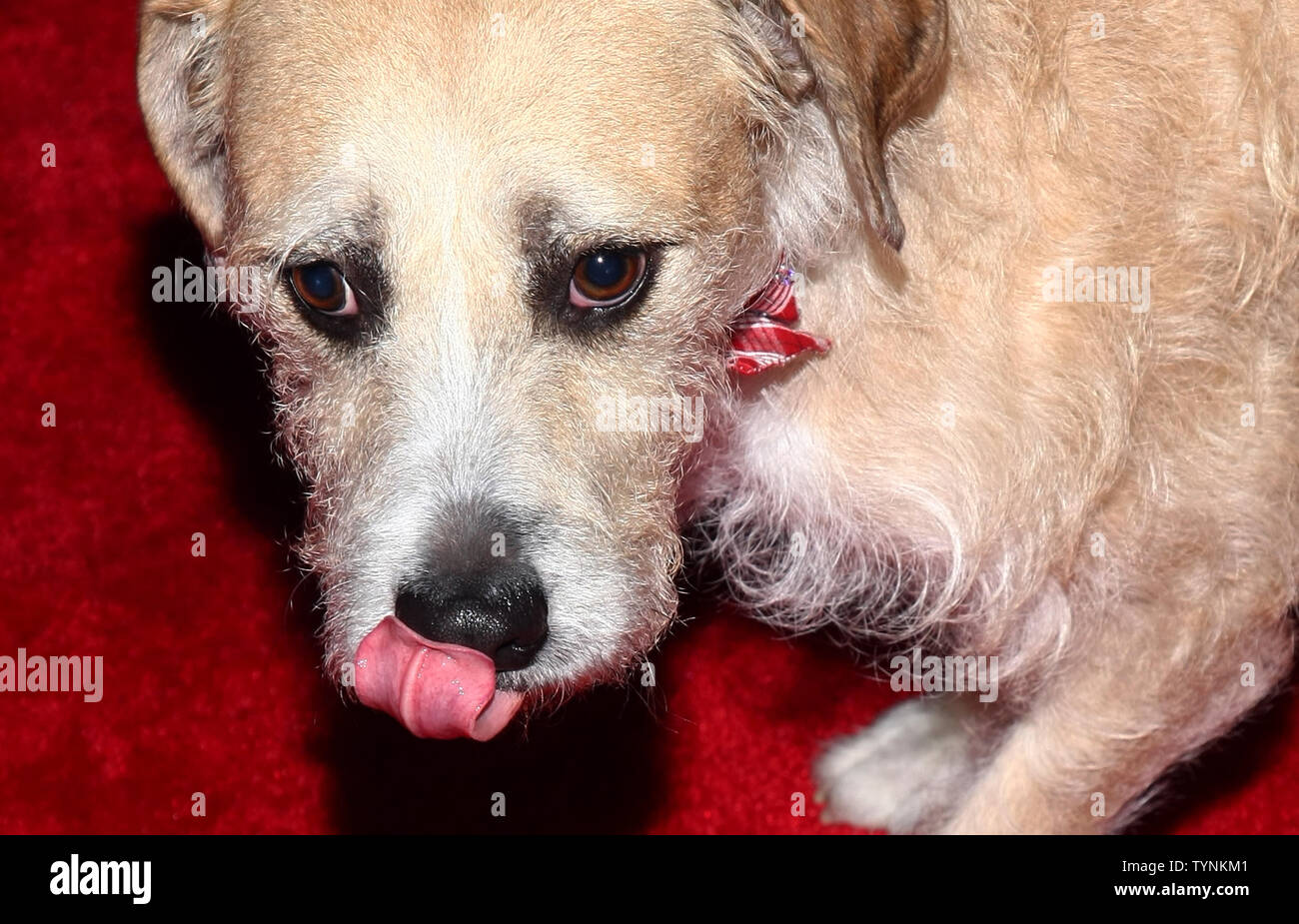 Sunny, the dog from the musical Annie, arrives on the red carpet at the