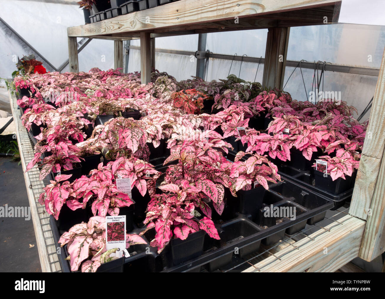 Polka Dot plants, Rose Splash Select, in nursery Stock Photo