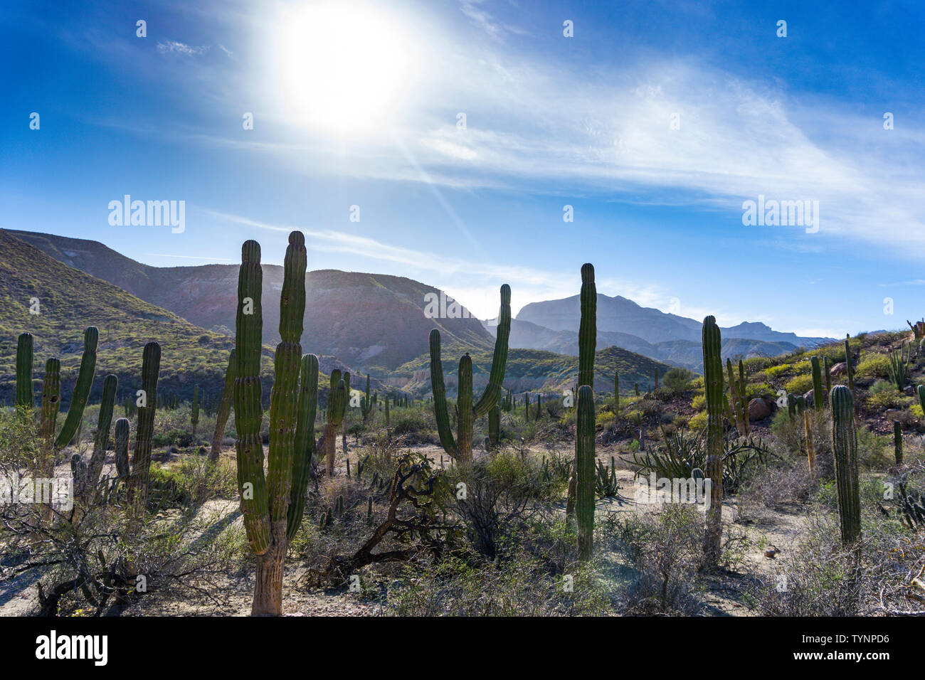 Desert landscape baja california mexico hi-res stock photography and ...