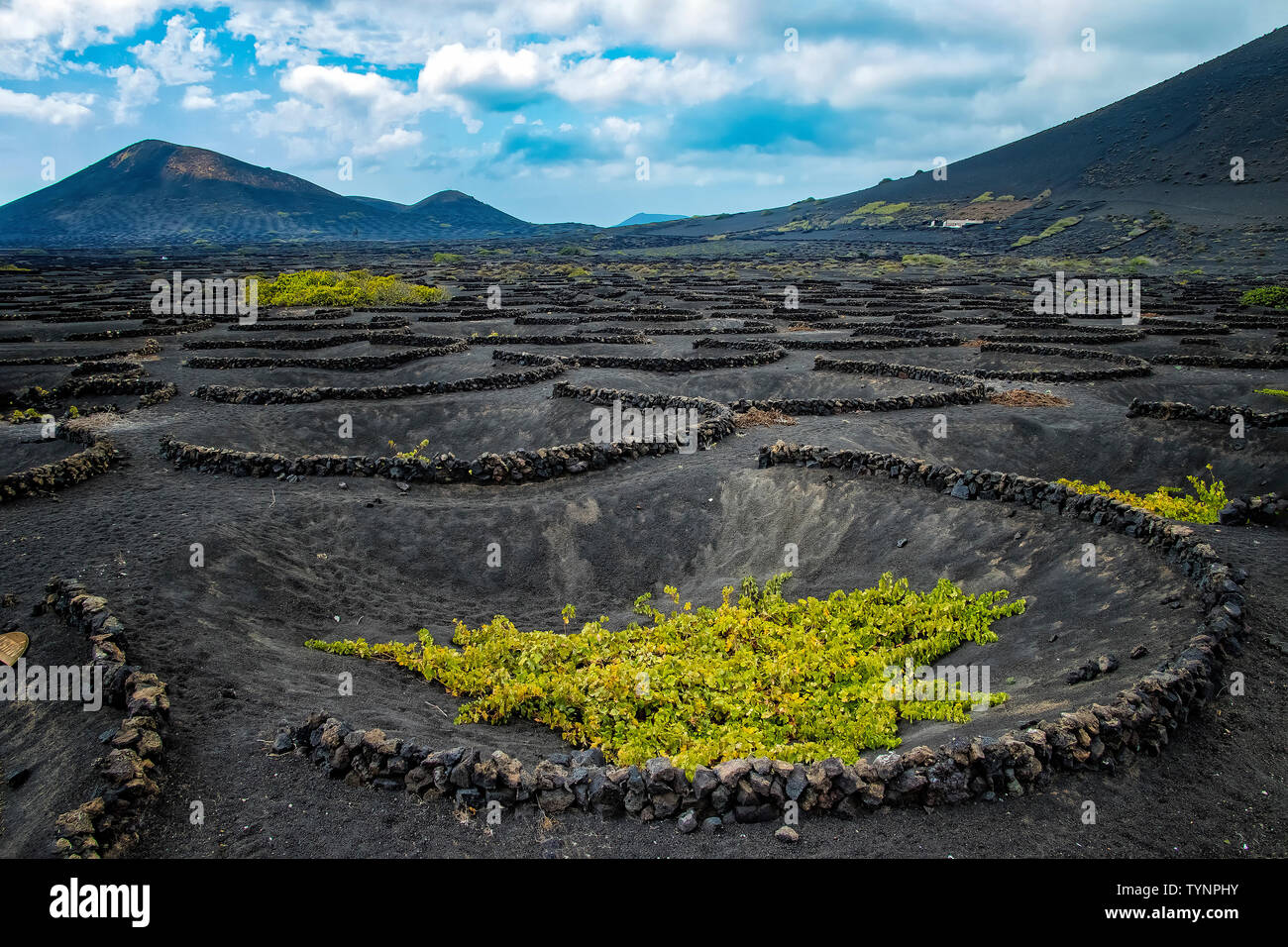 Lanzarote vineyard. Green plants on the black volcanic soil of the