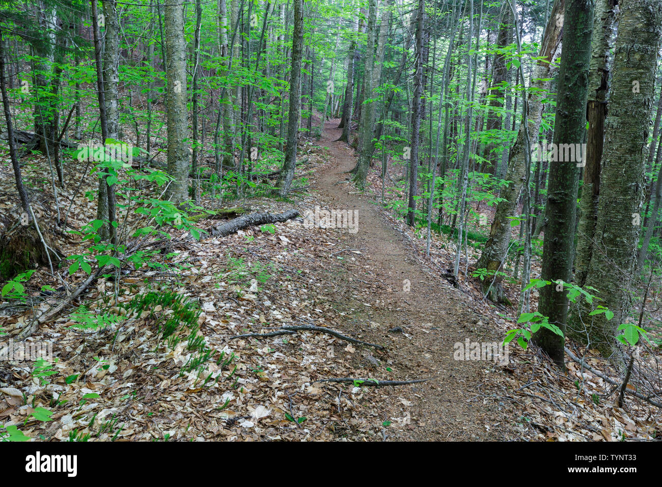 The Osseo Trail, seen here, in Lincoln, New Hampshire utilizes a