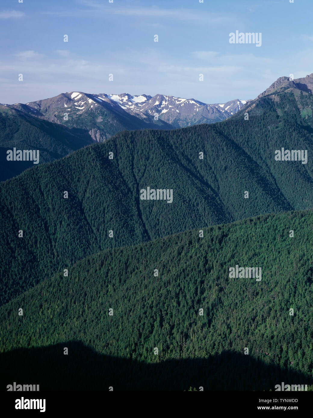 USA, Washington, Olympic National Park, Densely forested ridges and valleys beneath peaks of the eastern Olympic Mountains. Stock Photo