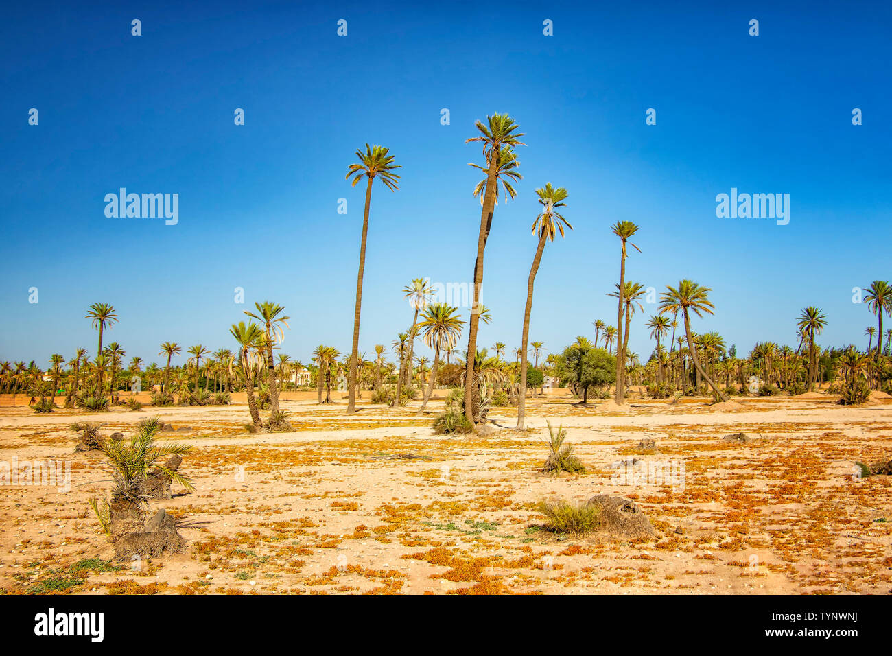 Palm trees standing in a desert in a Palmeraie, Marrakesh. It is nature background of Morocco, Africa. There is blue sky is in the background. Stock Photo