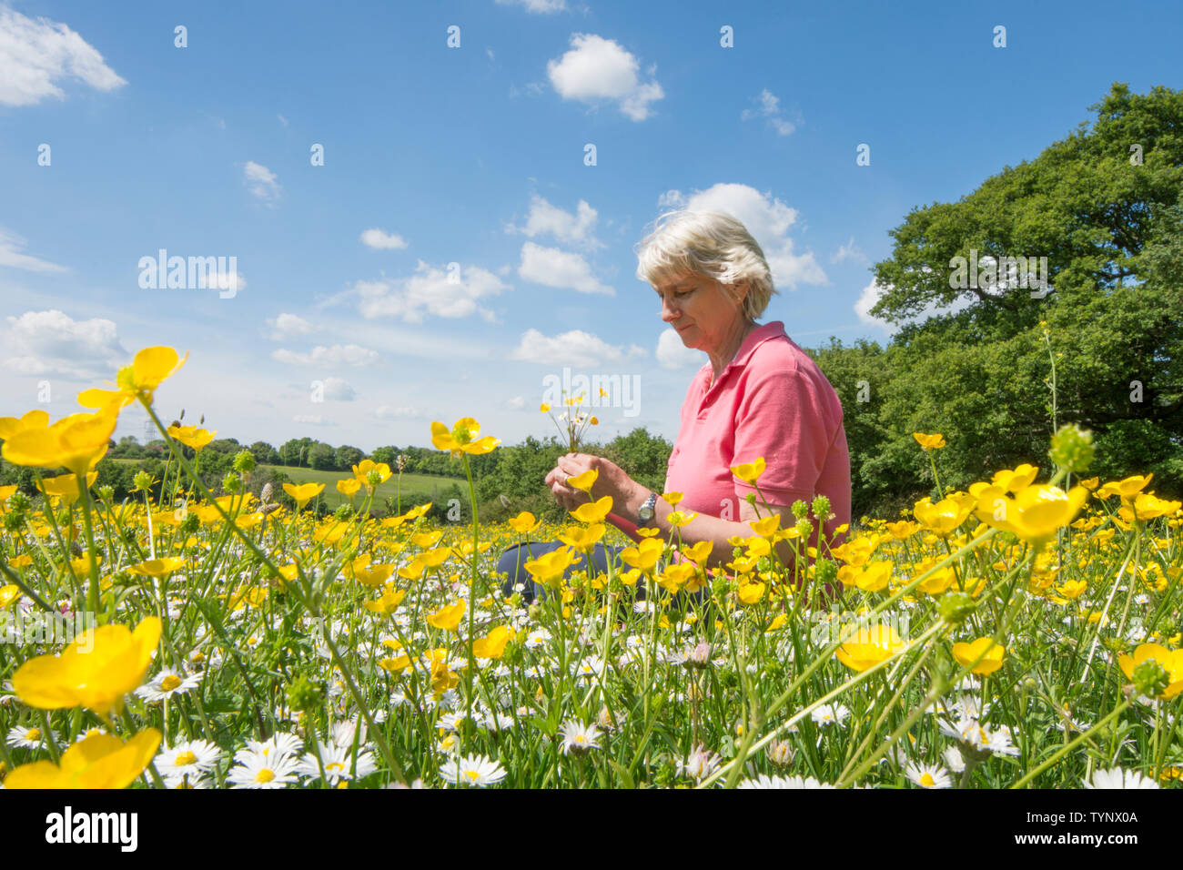 woman sitting in a wild flower meadow, Bulbous Buttercup, Ranunculus bulbosus, and Daisy, Bellis perennis, Essex, UK, May Stock Photo