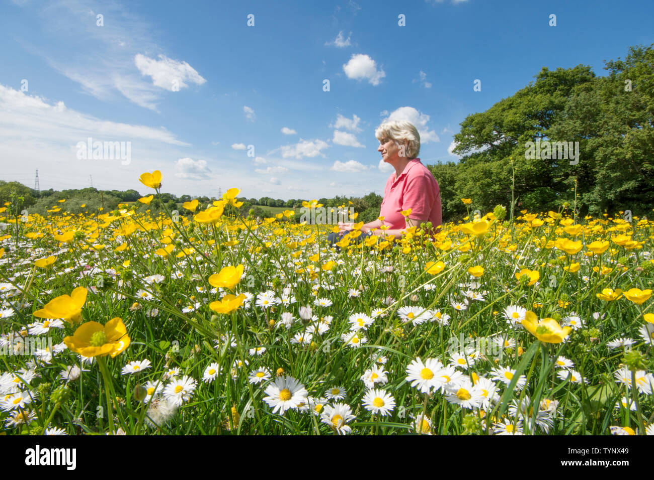 woman sitting in a wild flower meadow, Bulbous Buttercup, Ranunculus bulbosus, and Daisy, Bellis perennis, Essex, UK, May Stock Photo