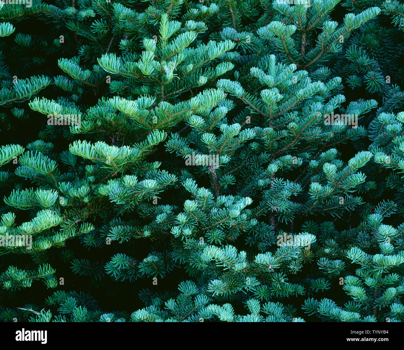 USA, Washington, Olympic National Park, Spring growth of new needles of subalpine fir (Abies lasoicarpa); from Blue Mountain. Stock Photo