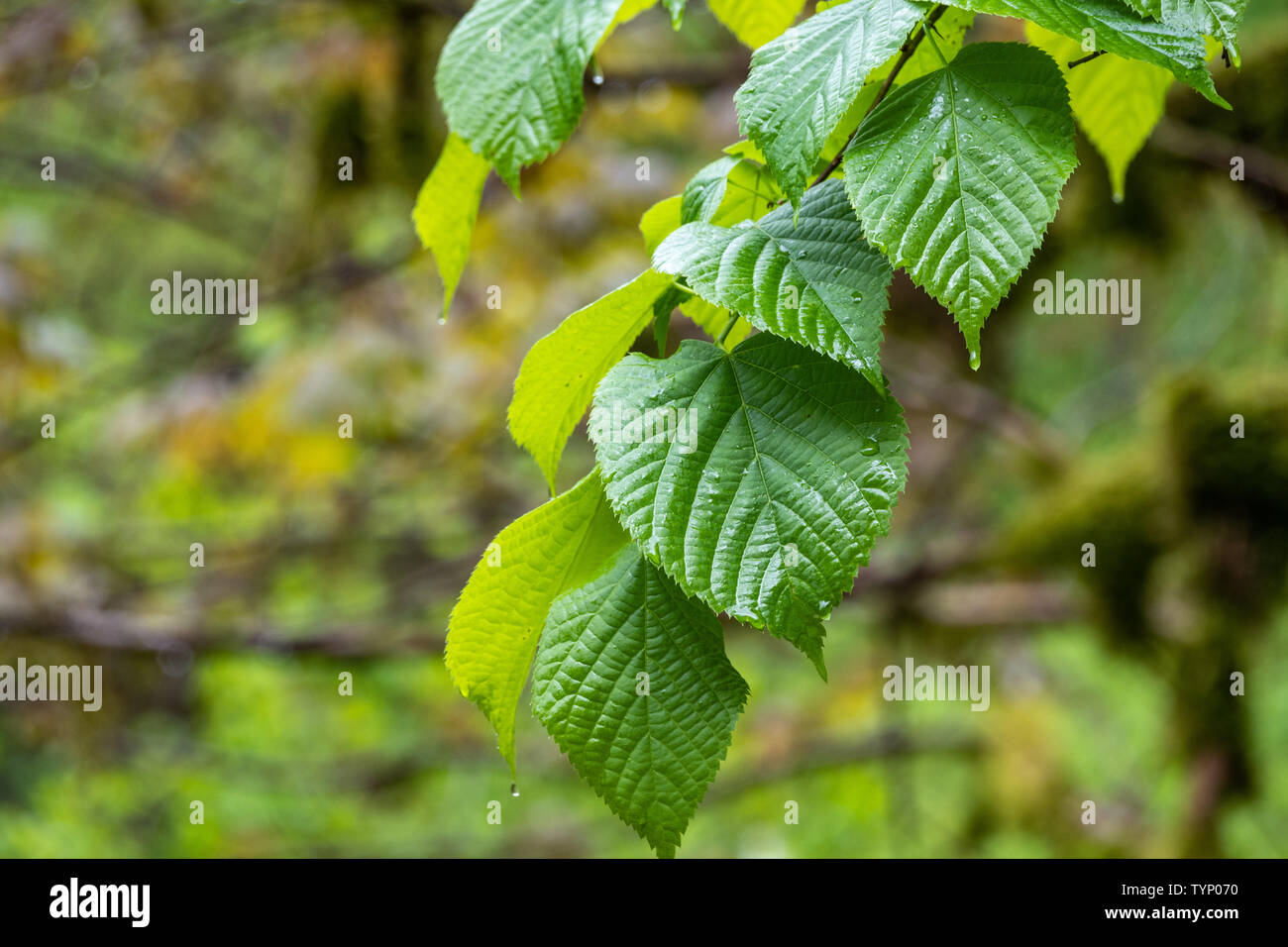 Green linden leaves with water drops after rain. Cloudy weather in the forest or park. Tilia dasystyla is a deciduous lime tree species Stock Photo