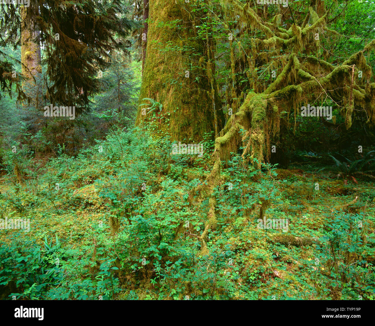 USA, Washington, Olympic National Park, Sitka spruce and moss covered, lush vegetation in the Hoh Rain Forest. Stock Photo