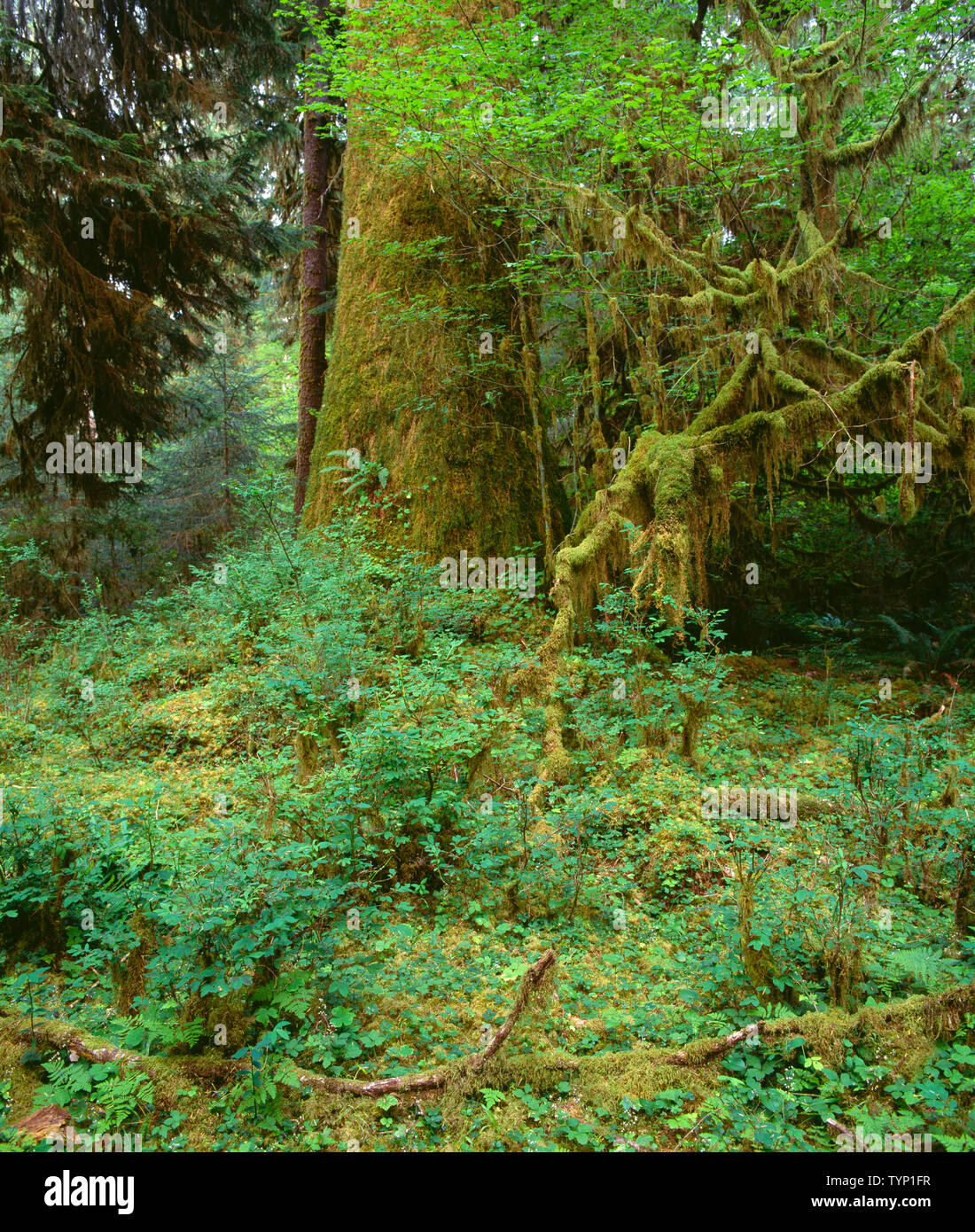 USA, Washington, Olympic National Park, Sitka spruce and moss covered, lush vegetation in the Hoh Rain Forest. Stock Photo