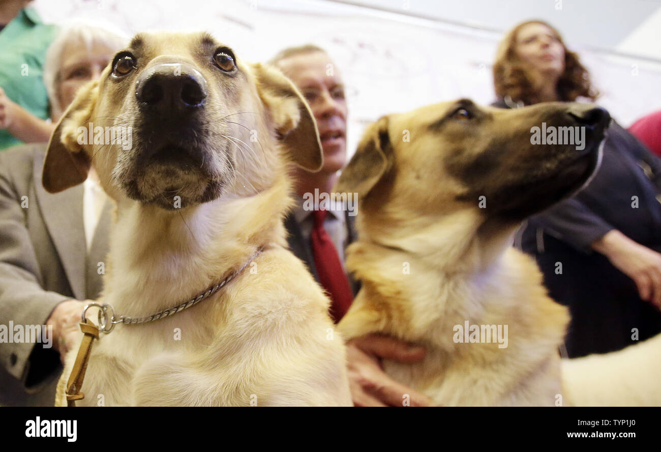 Two Chinooks are presented to the media at a press conference announcing three new breeds that will be competing at the138th Annual Westminster Kennel Club Dog Show in New York City on January 15, 2014. The Portuguese Podengo Pequeno, Rat Terrier and Chinook are added this year as 3 new breed additions to the competition at Madison Square Garden.      UPI/John Angelillo Stock Photo
