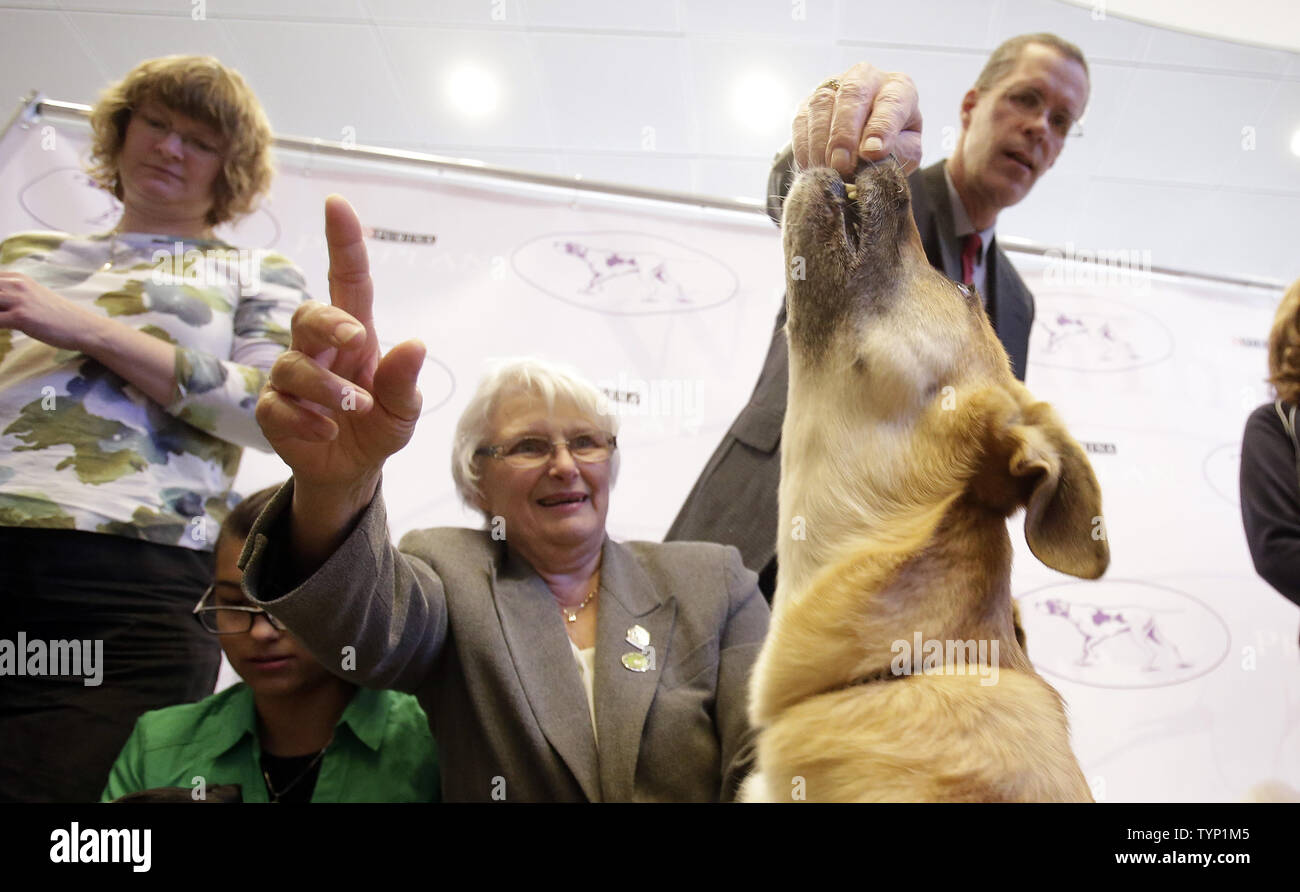 Two Chinooks gets a treat on a stage at a press conference announcing three new breeds that will be competing at the138th Annual Westminster Kennel Club Dog Show in New York City on January 15, 2014. The Portuguese Podengo Pequeno, Rat Terrier and Chinook are added this year as 3 new breed additions to the competition at Madison Square Garden.      UPI/John Angelillo Stock Photo