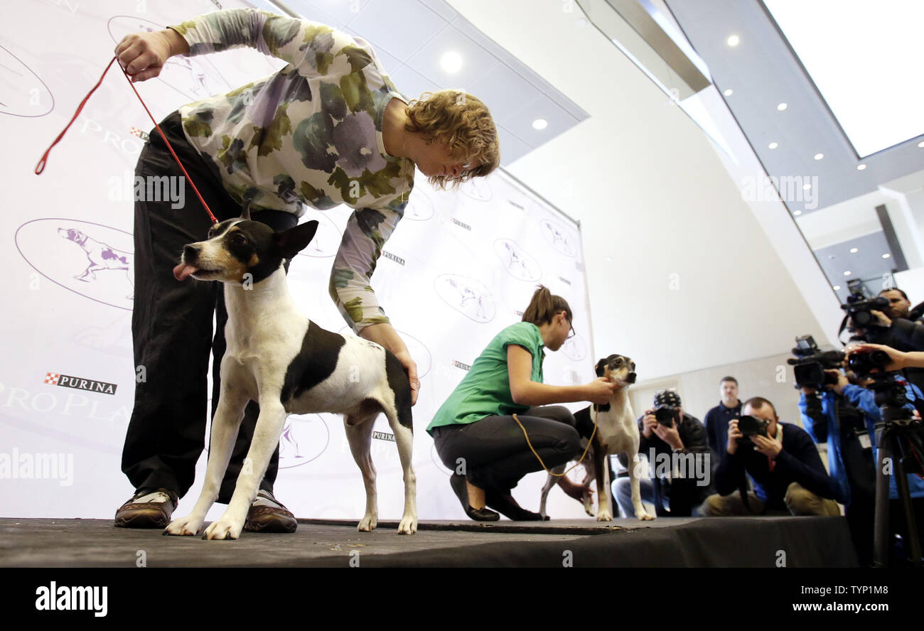 Two Rat Terriers are presented to the media on a stage at a press conference announcing three new breeds that will be competing at the138th Annual Westminster Kennel Club Dog Show in New York City on January 15, 2014. The Portuguese Podengo Pequeno, Rat Terrier and Chinook are added this year as 3 new breed additions to the competition at Madison Square Garden.      UPI/John Angelillo Stock Photo