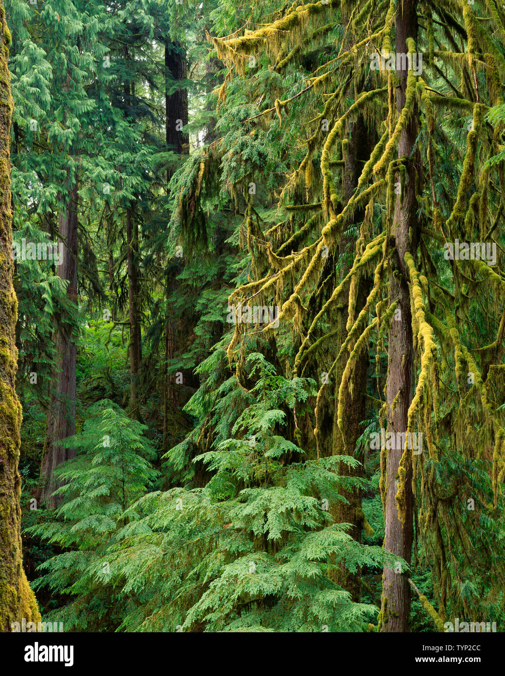 USA, Washington, Olympic National Park, Temperate coniferous rainforest with Sitka spruce, Douglas fir and western hemlock; Quinault Rain Forest. Stock Photo