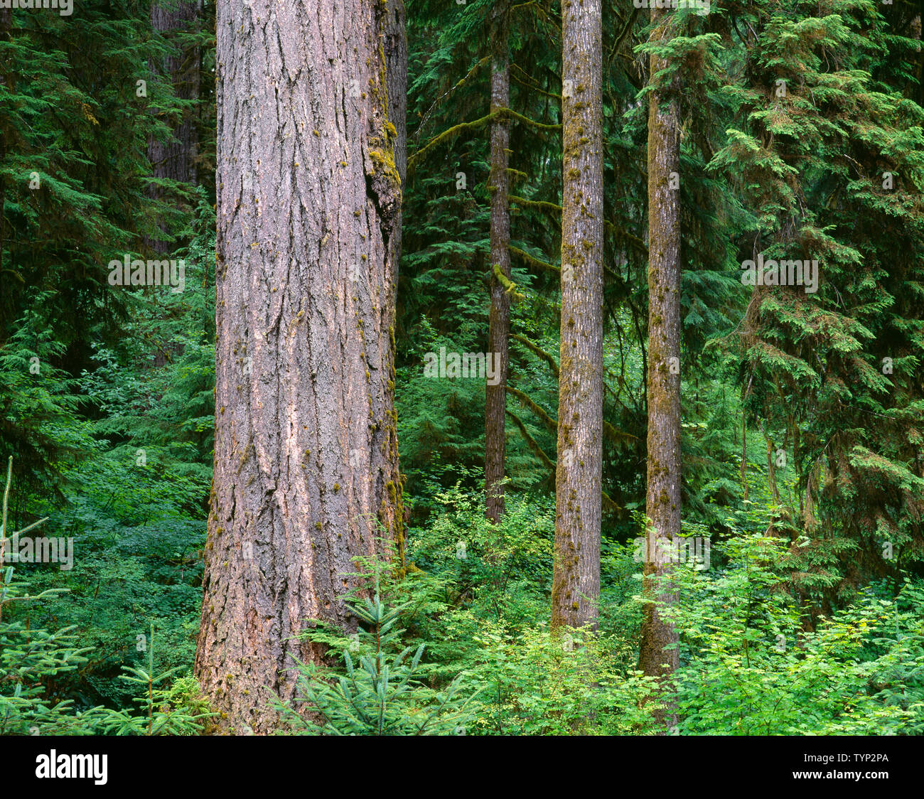 USA, Washington, Olympic National Park, Massive trunk of Douglas fir and smaller western hemlocks, Quinault Rain Forest. Stock Photo