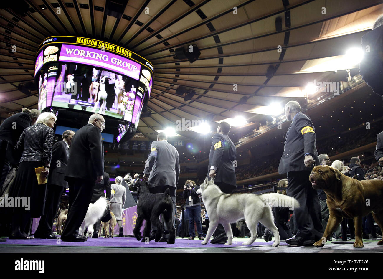 What Do Dog Show Handlers Put In Their Mouth