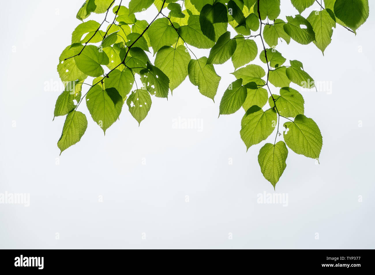 Green leaves of linden Tilia dasystyla on a white background. Tilia dasystyla is a deciduous lime tree species Stock Photo