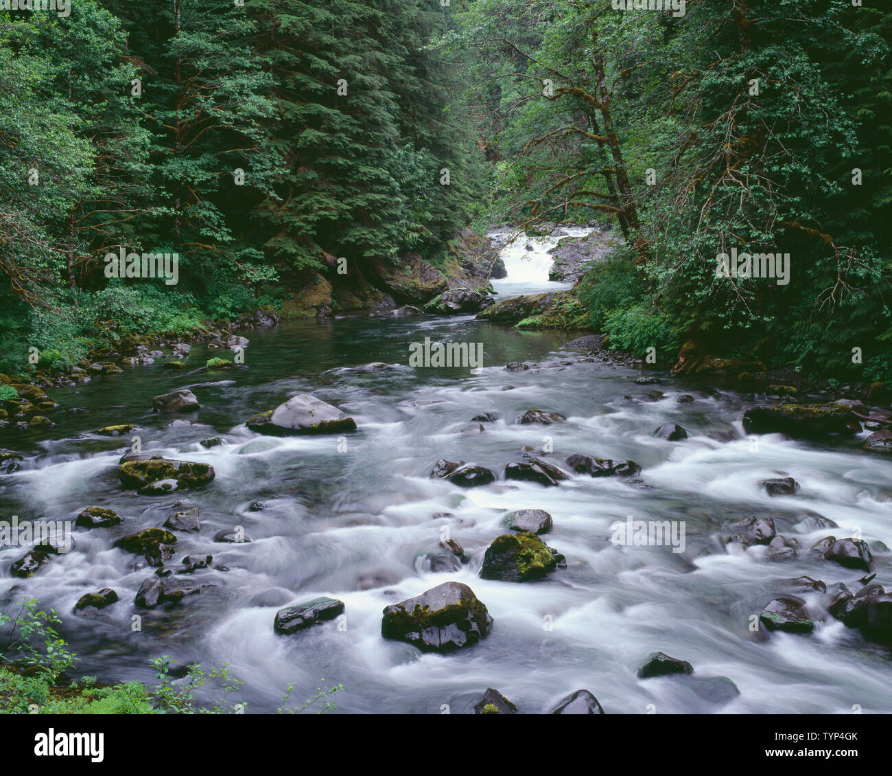USA, Washington, Olympic National Park, Sol Duc River flows through lush rainforest valley. Stock Photo